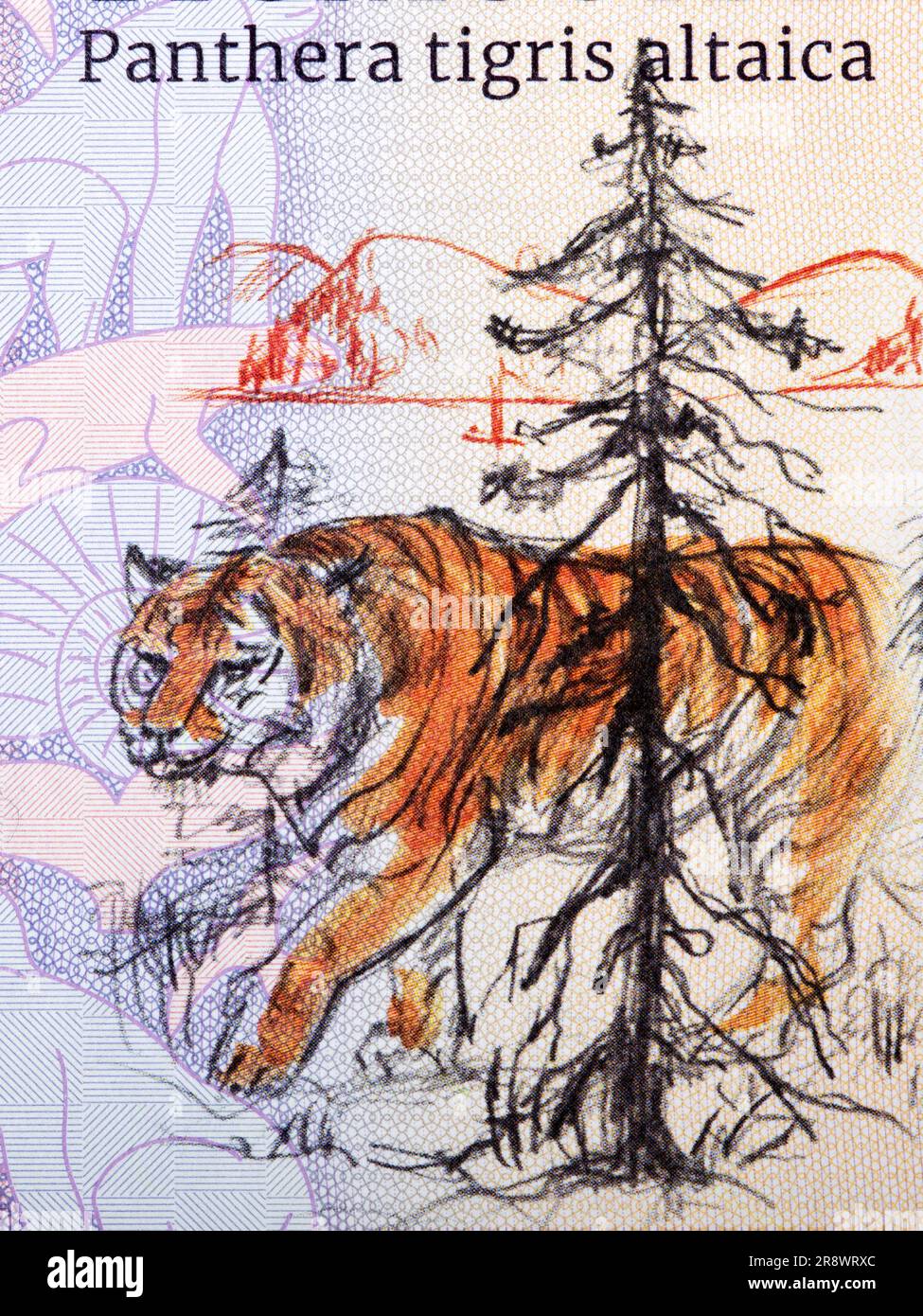 Tigre siberiana un ritratto dal denaro Foto Stock