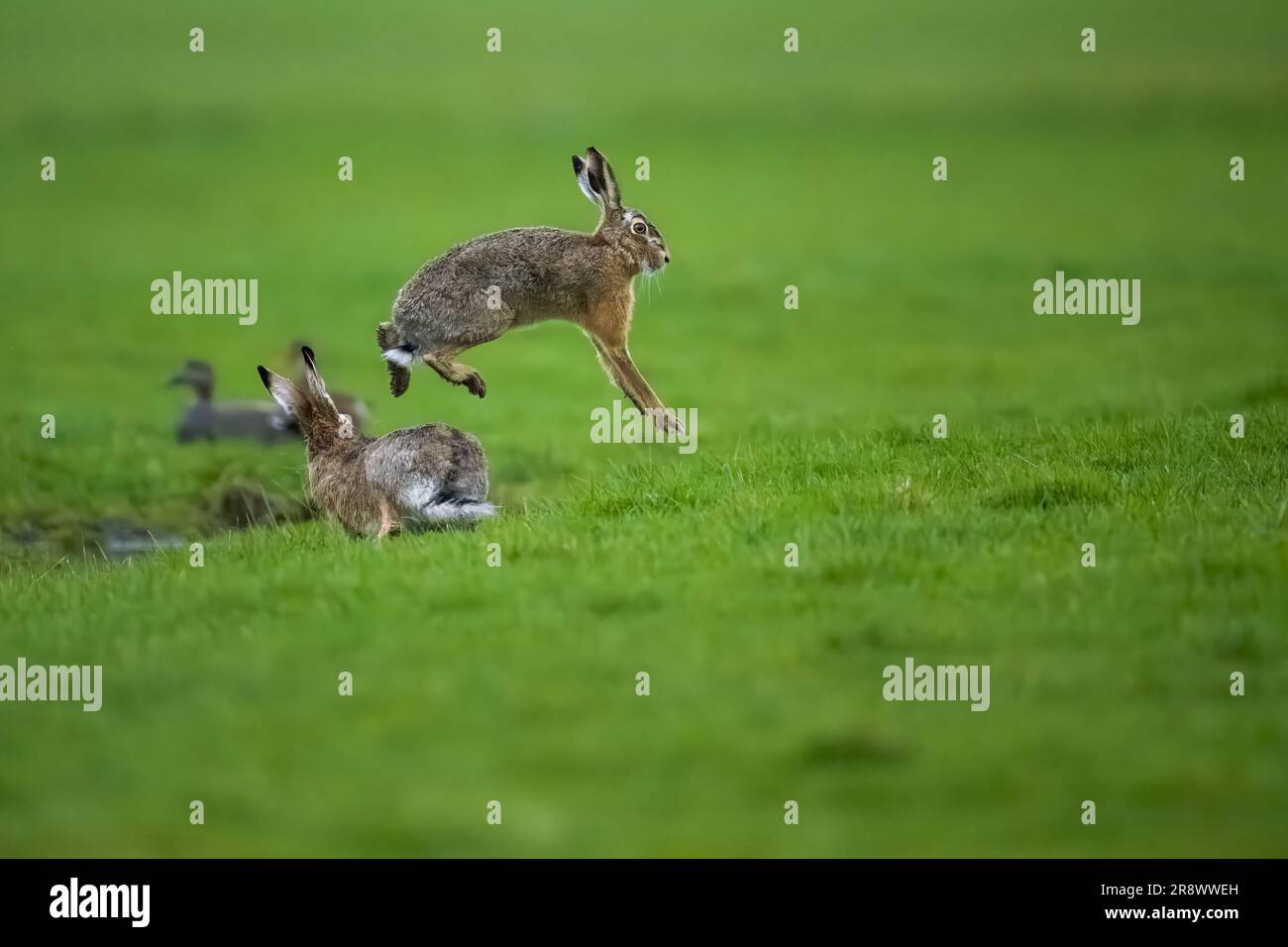 I conigli giocano con gioia in un lussureggiante campo erboso Foto Stock