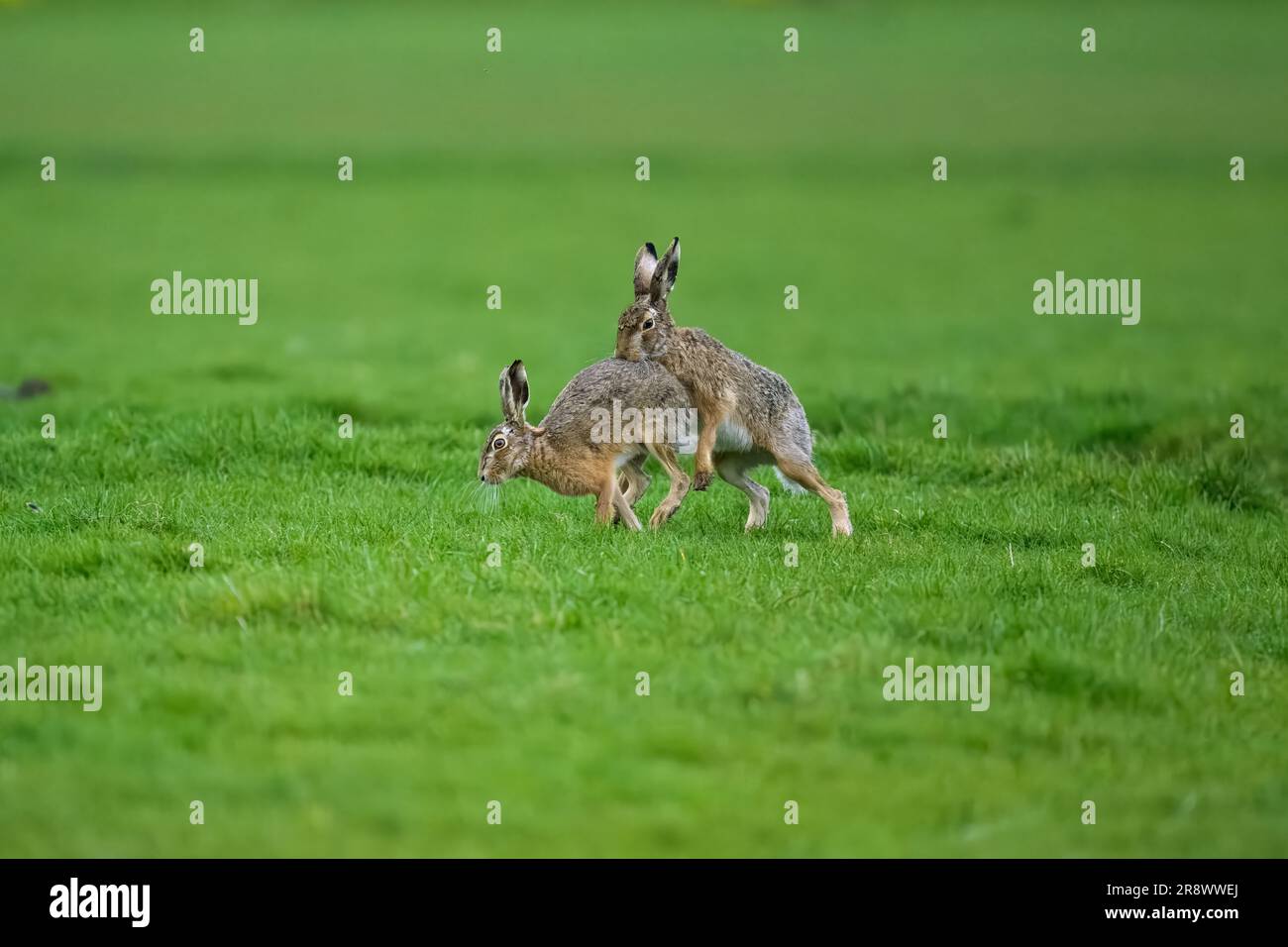 I conigli giocano con gioia in un lussureggiante campo erboso Foto Stock