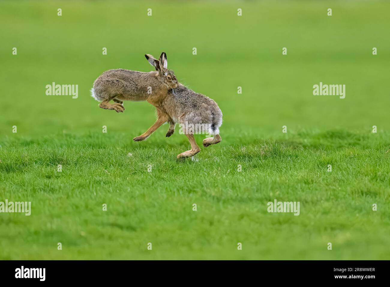 I conigli giocano con gioia in un lussureggiante campo erboso Foto Stock