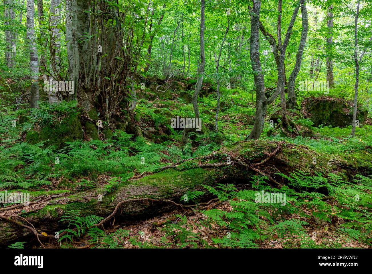 Foresta primordiale a Shirakami Sanchi Foto Stock