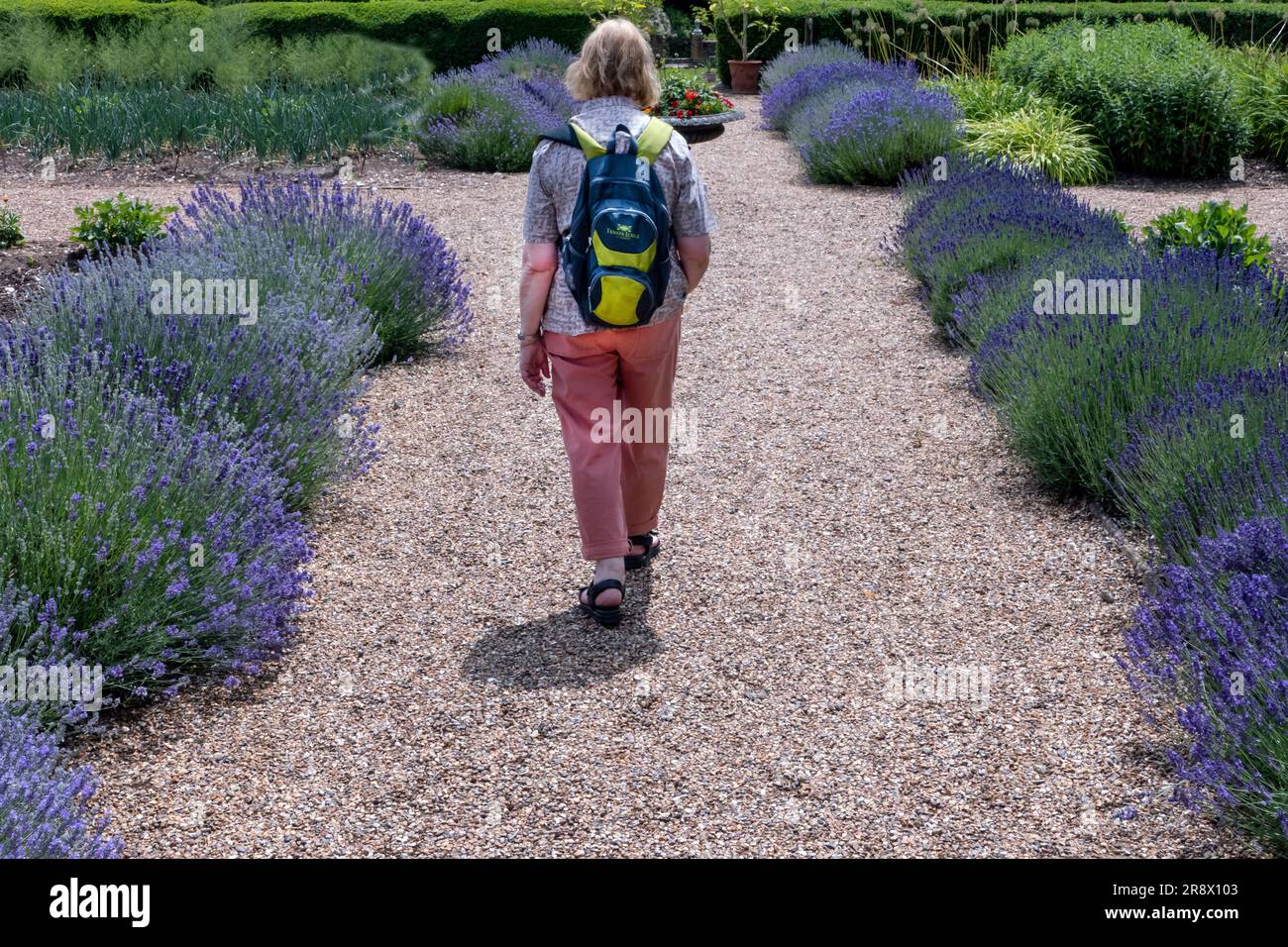 Lavanda in un giardino di campagna inglese in estate Foto Stock
