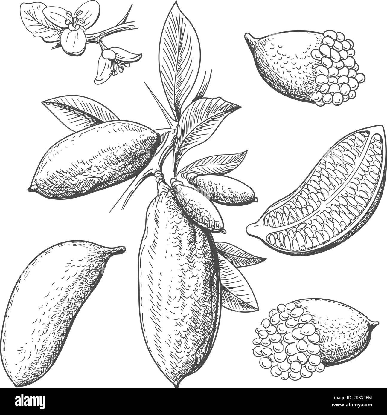 Calce caviale disegnata a mano Illustrazione Vettoriale