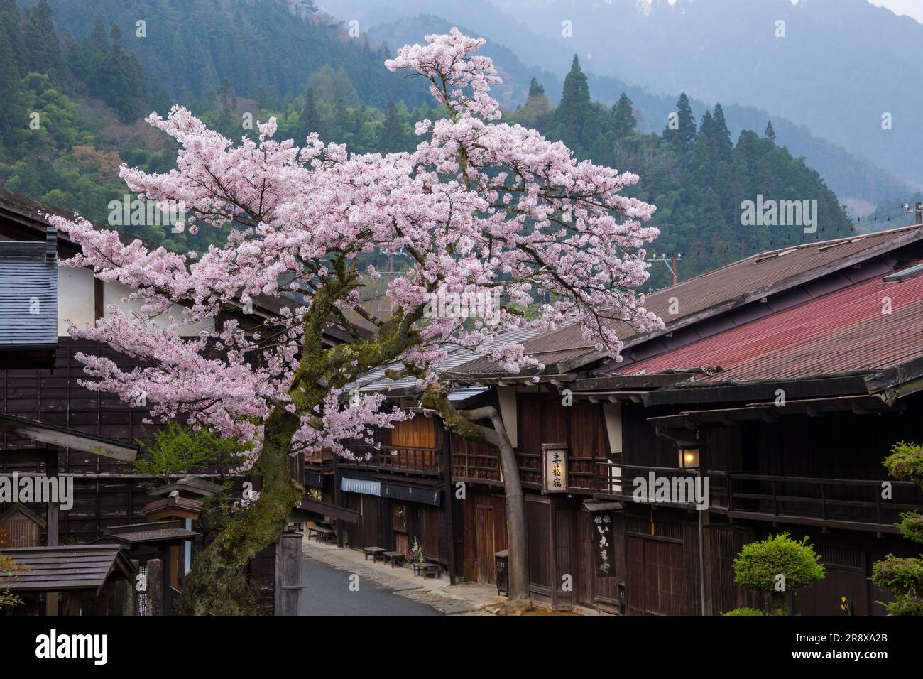 Tsumago Yado la mattina, quando i ciliegi in fiore sono in piena fioritura Foto Stock