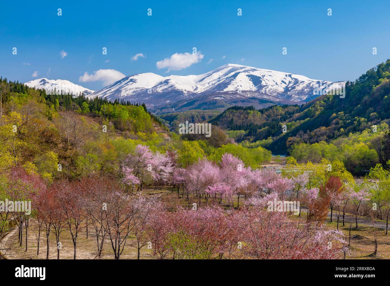 I ciliegi di Oyama e la catena montuosa di Gassan Foto Stock