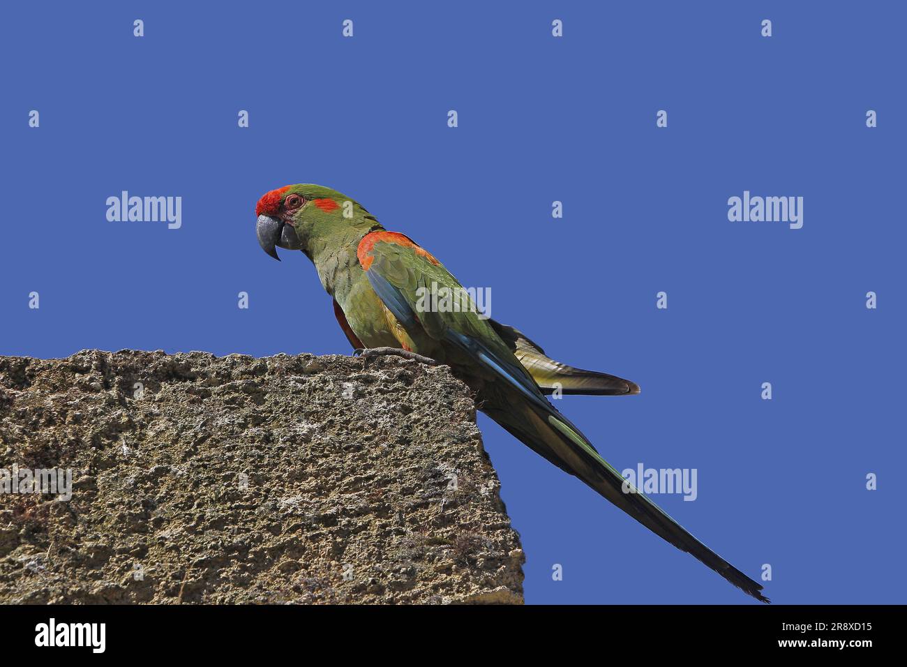 Macaw dalla facciata rossa, arrubrogenys, Adulti in piedi sulle rocce Foto Stock