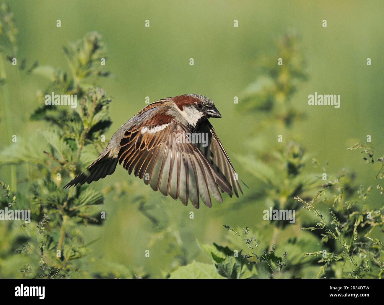 Con forti venti nel nord-ovest della Scozia, i passeri della casa si sono adattati per sorvolare erba alta/ortiche alla ricerca di prede invertebrate. Foto Stock