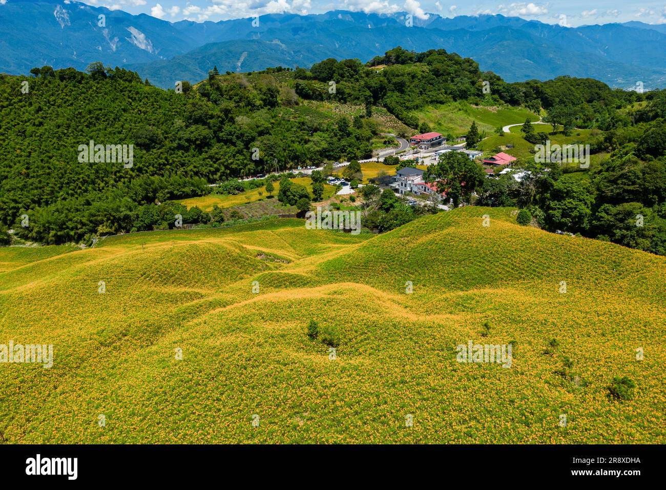 Fattoria di fiori di giorno a Chike Mountain nella cittadina di yuli, Hualien, Taiwan Foto Stock