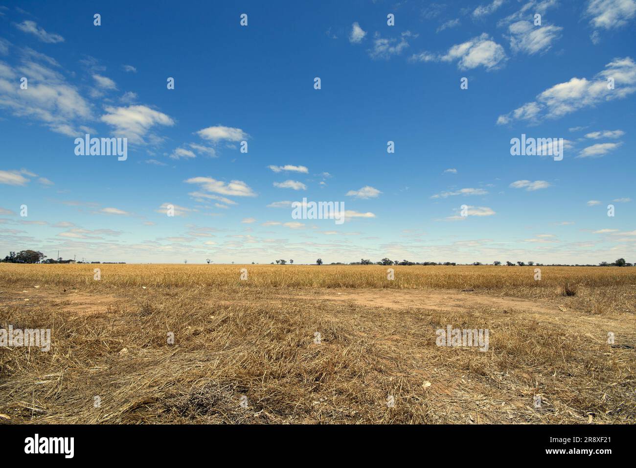 ampio spazio aperto su un campo di grano sotto il cielo blu Foto Stock