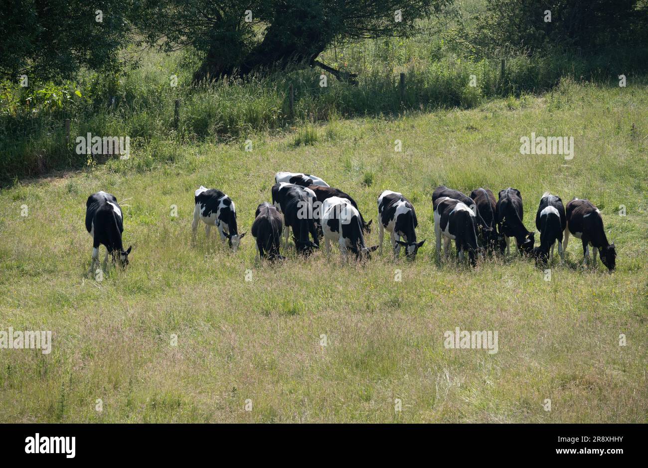 Bestiame frisone che pascolava in erba lunga, Warwickshire, Inghilterra, Regno Unito Foto Stock