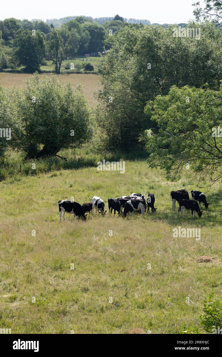 Bestiame frisone che pascolava in erba lunga, Warwickshire, Inghilterra, Regno Unito Foto Stock