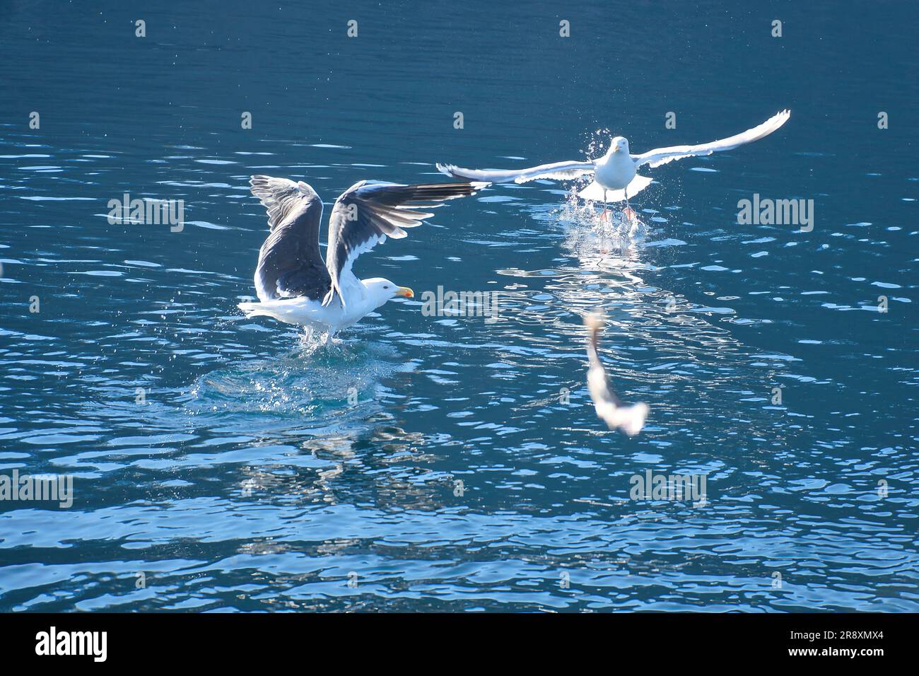 I gabbiani decolgono nel fiordo in Norvegia. Gocce d'acqua spruzzi nel movimento dinamico degli uccelli marini. Foto di animali dalla Scandinavia Foto Stock