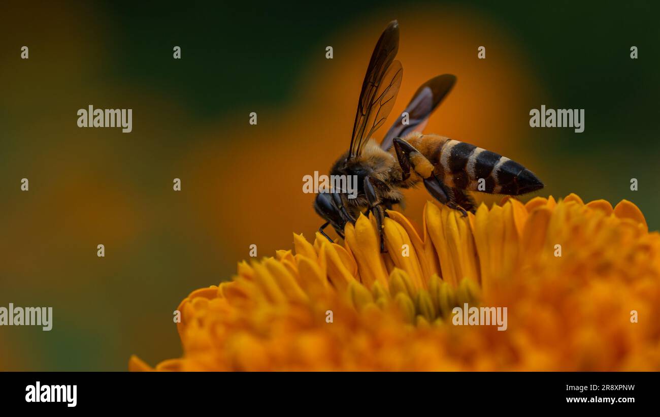 Nature's Nectar: Fiore di calendula impollinante al miele in arancione e verde - Macro Delight con il sapore naturale del miele Foto Stock