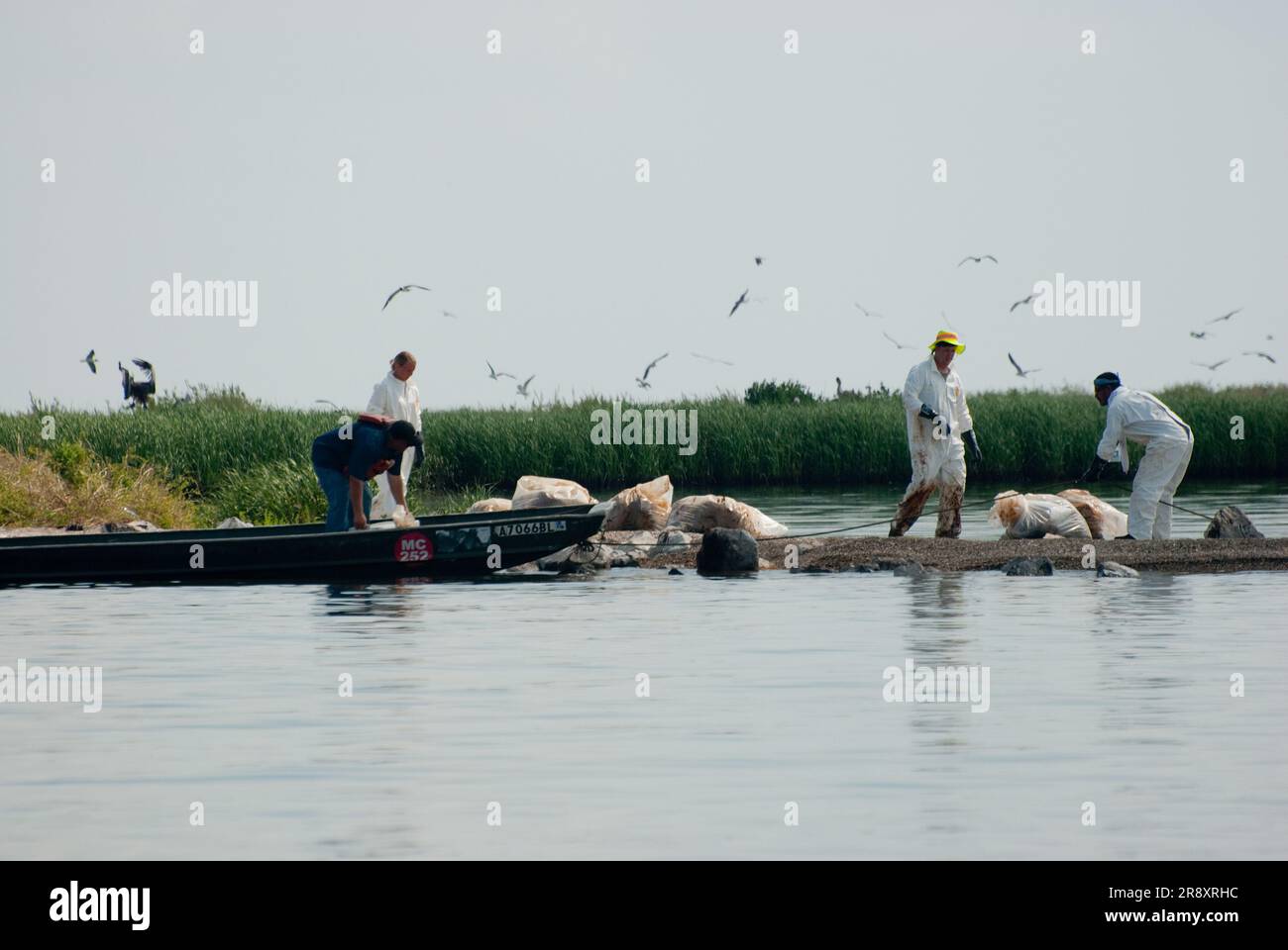 La BP ha stipulato un contratto con gli equipaggi delle pulizie in corso sulla famosa colonia Queen Bess Island. Dopo essere stato detto più volte da LA Dept of Wildlife and Fisheries e US Fish and Wildlife Officers, il cl Foto Stock