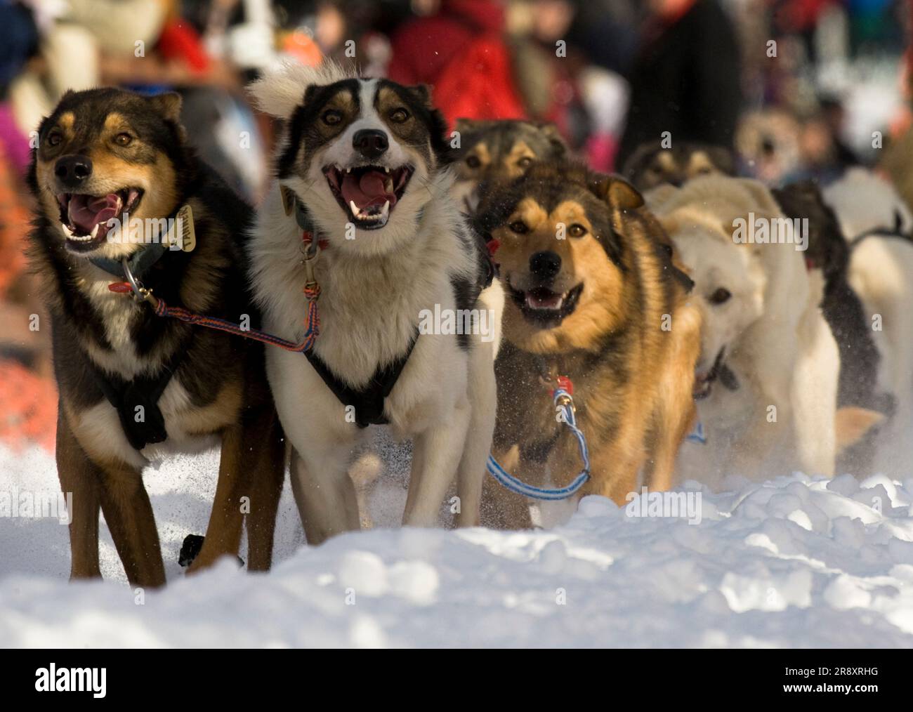 Una squadra di cani parte dal cancello di partenza a Willow, Alaska, in occasione della gara di cani da slitta Iditarod Trail del 2010. Foto Stock