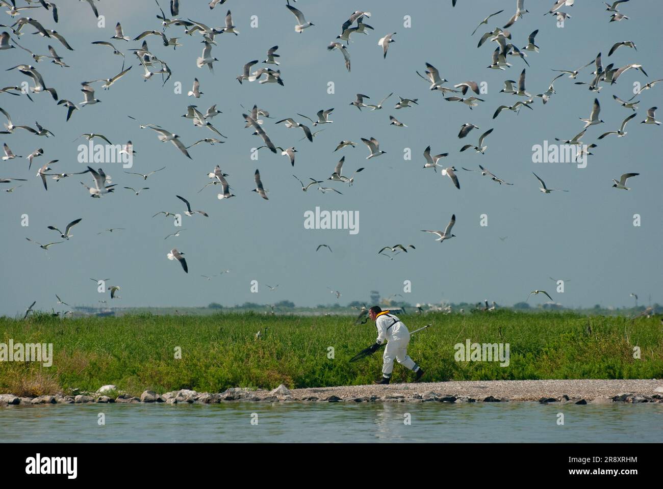 Ispezioni delle isole di nidificazione degli uccelli a Barataria Bay con l'ornothologo Michael Seymour, LA Dept. Of Wildlife and Fisheries. Seymour segue un Green Heron oliato Foto Stock