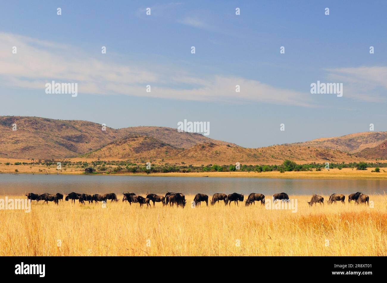 Black Wildebeest (Connochaetes gnou), Pilanesberg Game Reserve, North West, South Africa Foto Stock