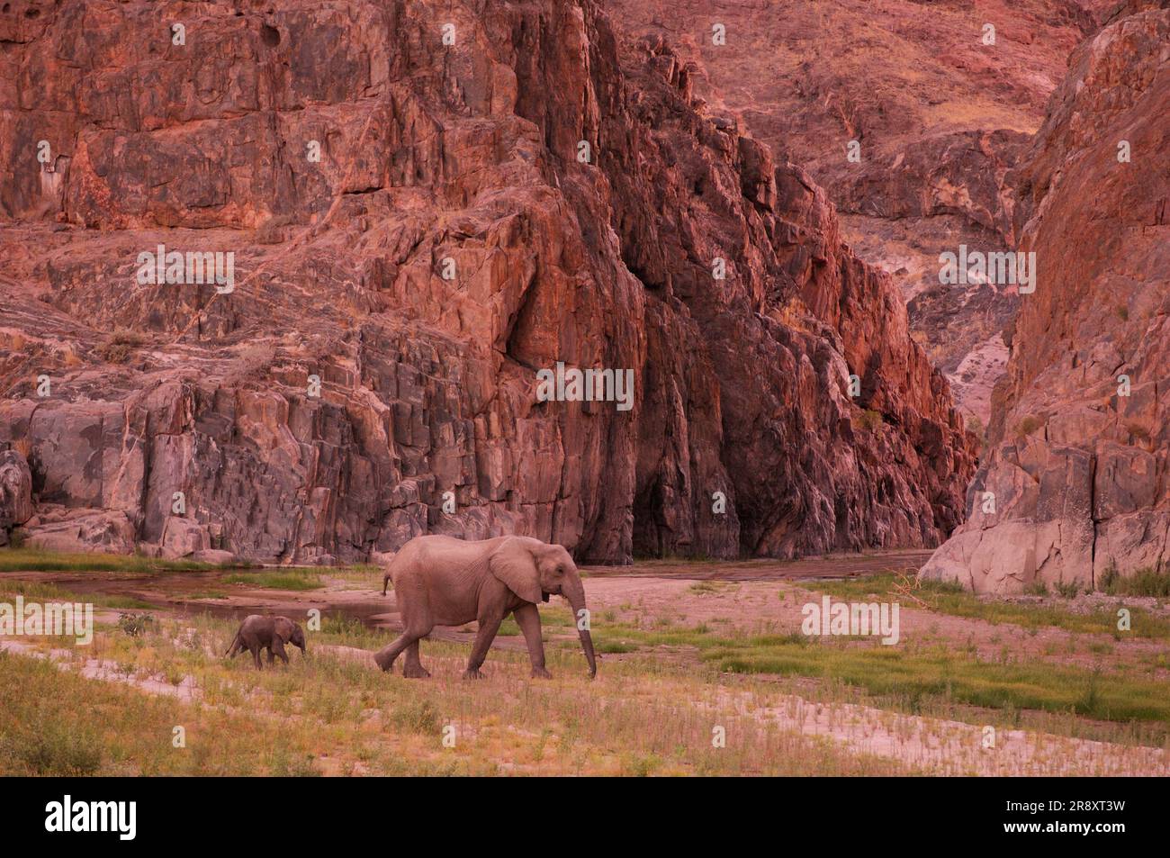 Elefante (Loxodonta africana), Skeleton Coast Camp, Wilderness Safaris, fiume Hoarusib vicino a Purros, Kaokoland, regione di Kunene, Namibia Foto Stock