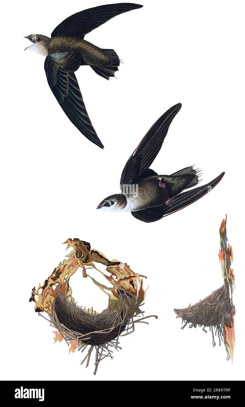 Illustrazioni di uccelli d'epoca. Uccelli del mondo Foto Stock