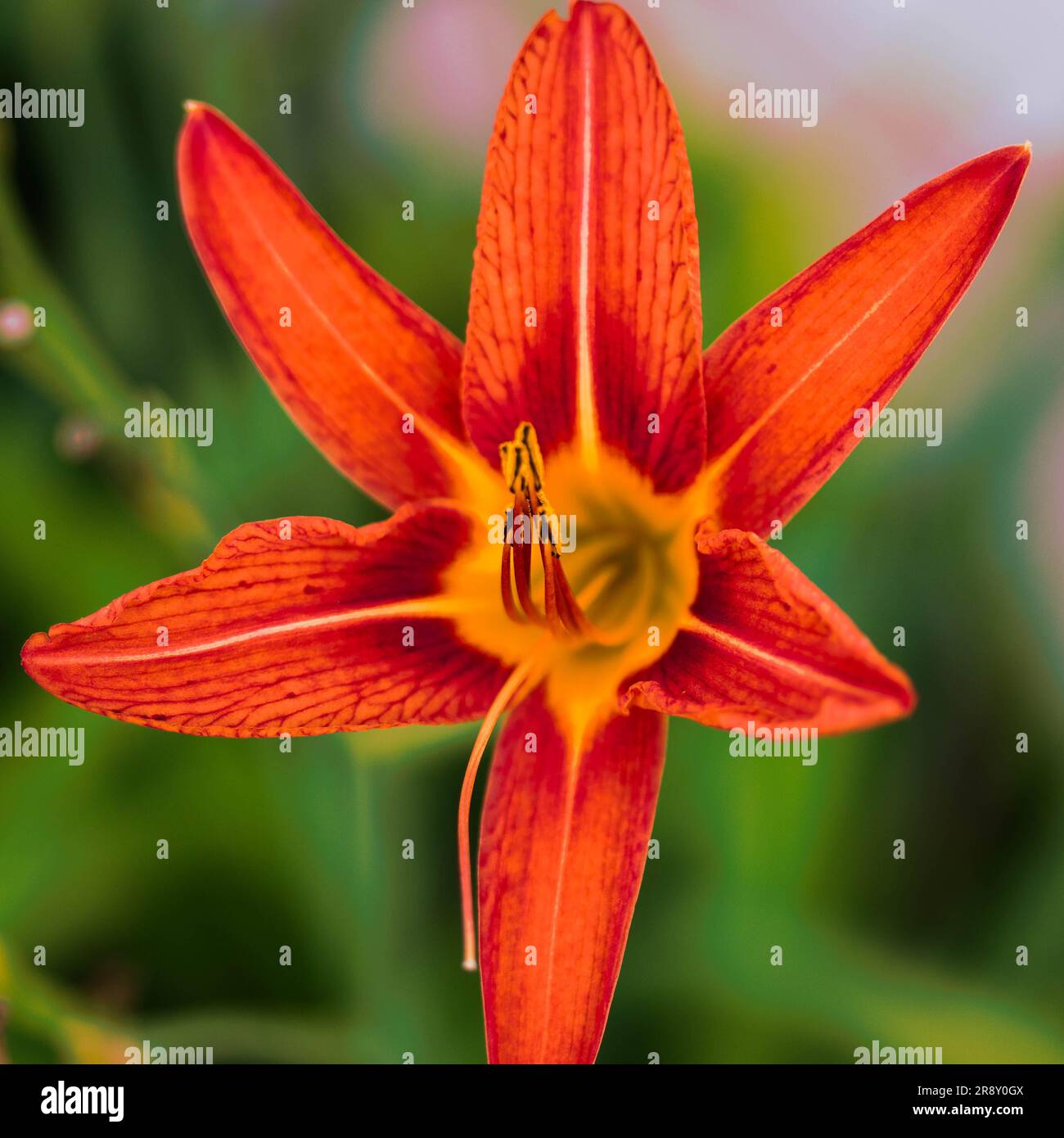 vista mattutina di un giglio arancione nel giardino sud Foto Stock