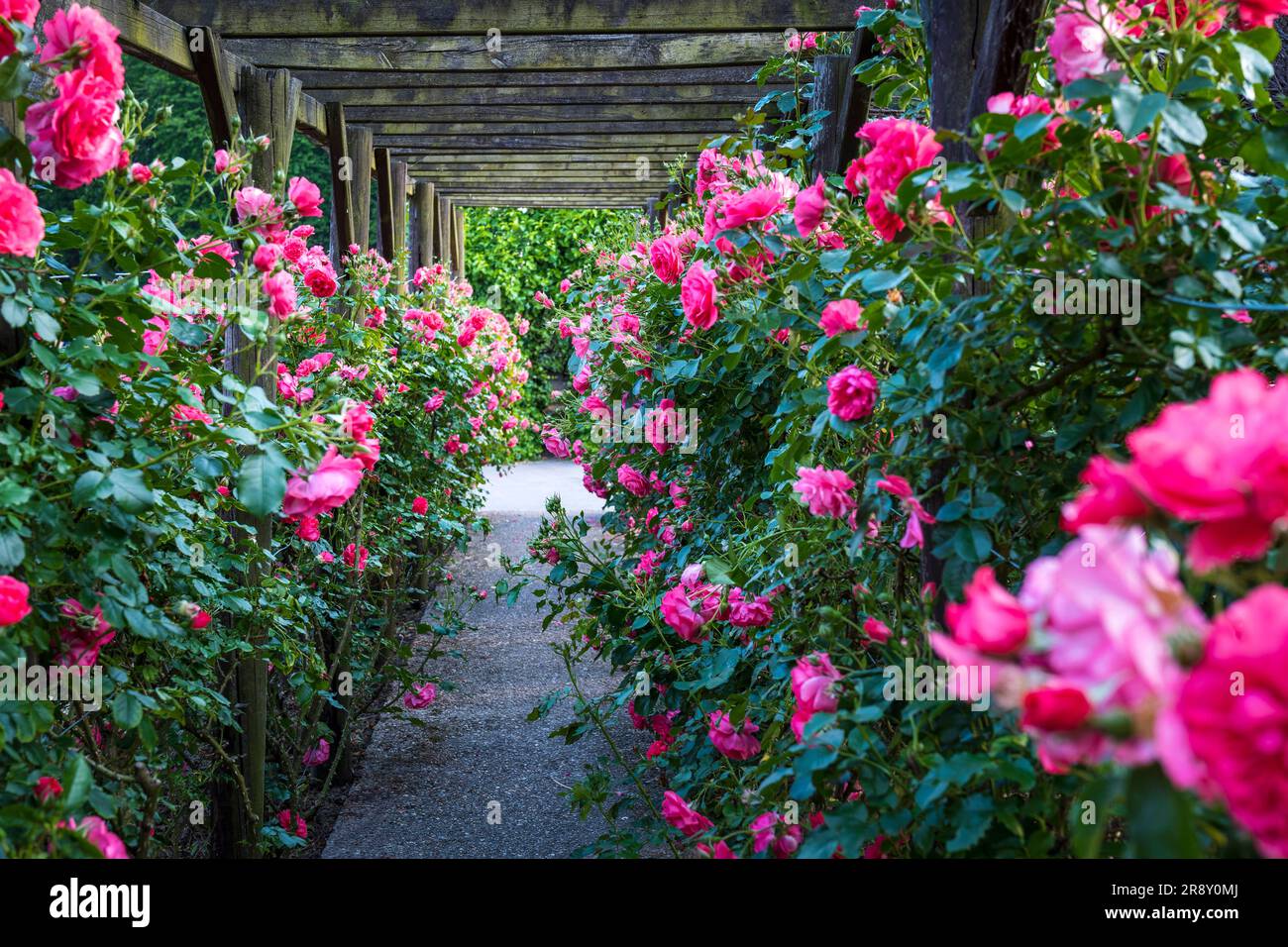 Pergola di legno con splendide rose rosa. Struttura di supporto in legno per giardino. Trellis. Giardino di rose. Chorzow, Parco della Slesia. Foto Stock