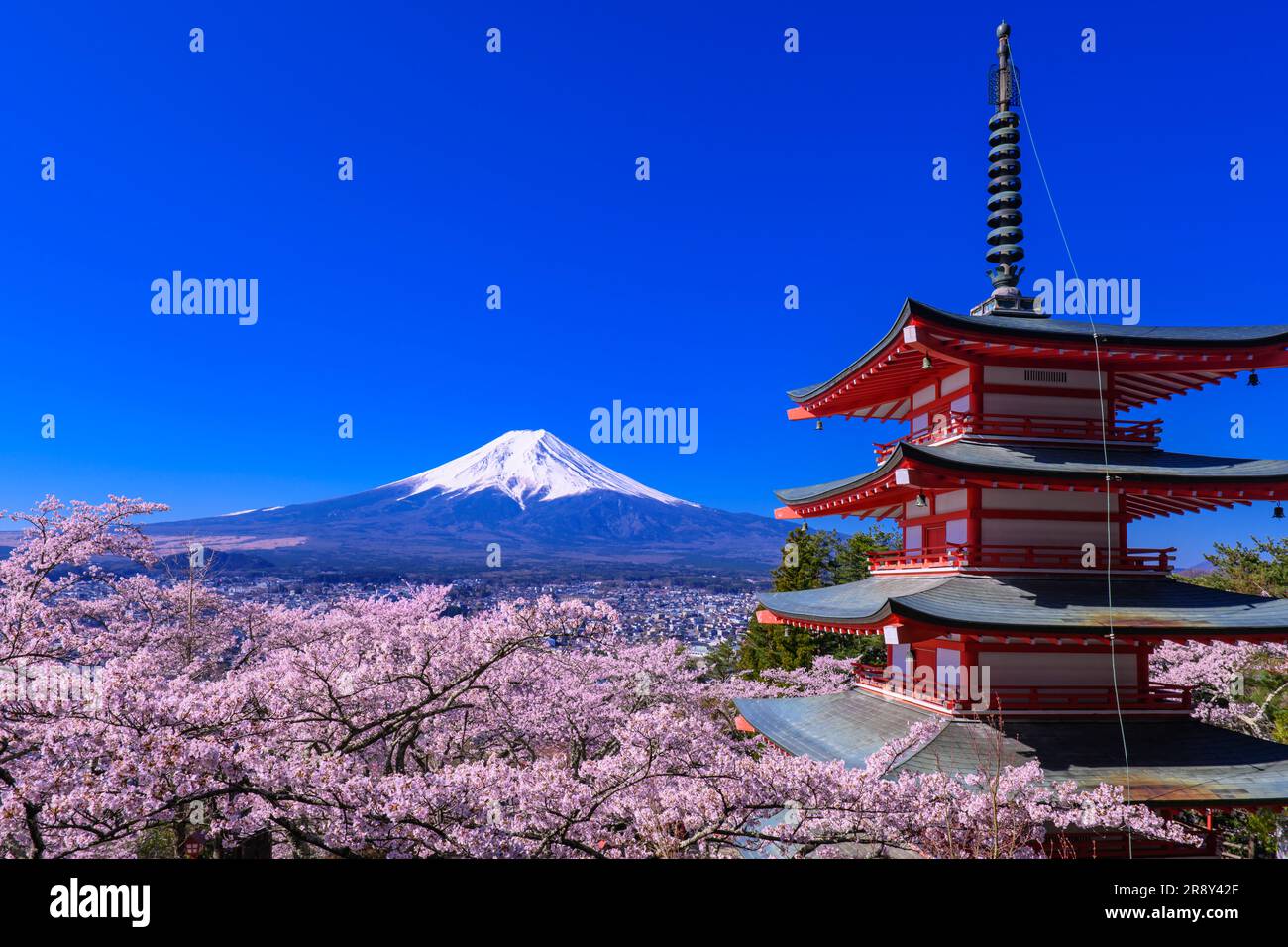 Fiori di ciliegio nel Parco Niikurayama Sengen e sul Monte Foto Stock