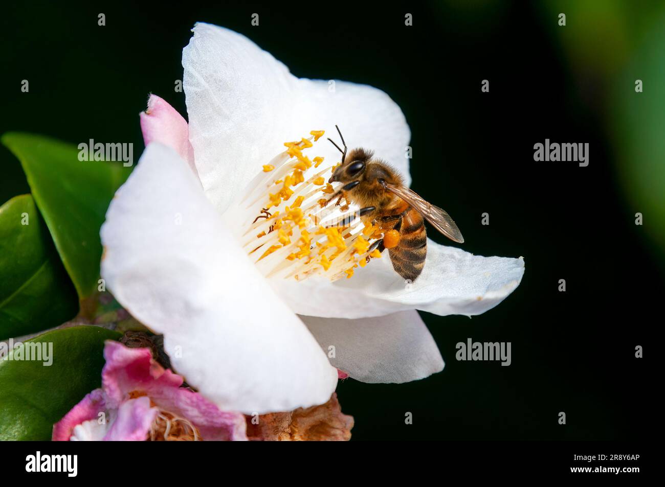 Sydney Australia, ape su un fiore di camelia bianca Foto Stock