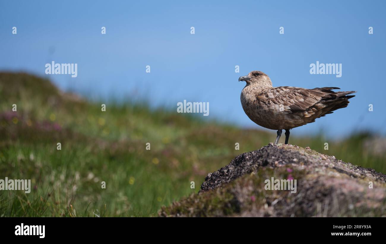 Grande Skua a guardia del suo nido sull'isola di Handa nelle Highlands Foto Stock