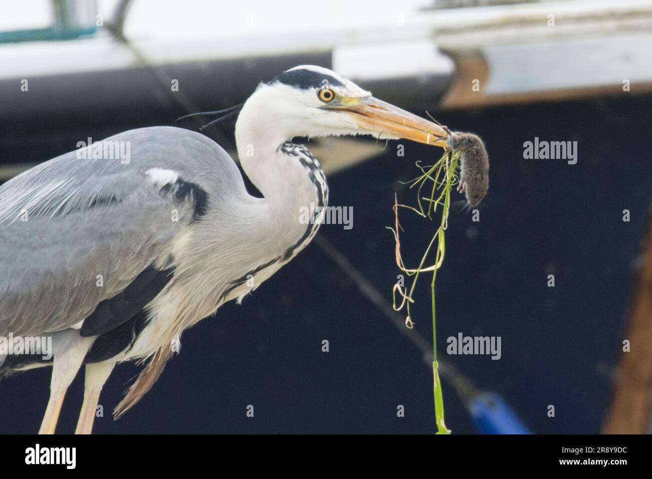 Airone grigio, Ardea cinerea, Vole, probabilmente Bank vole, Myodes glareolus, Giugno Foto Stock