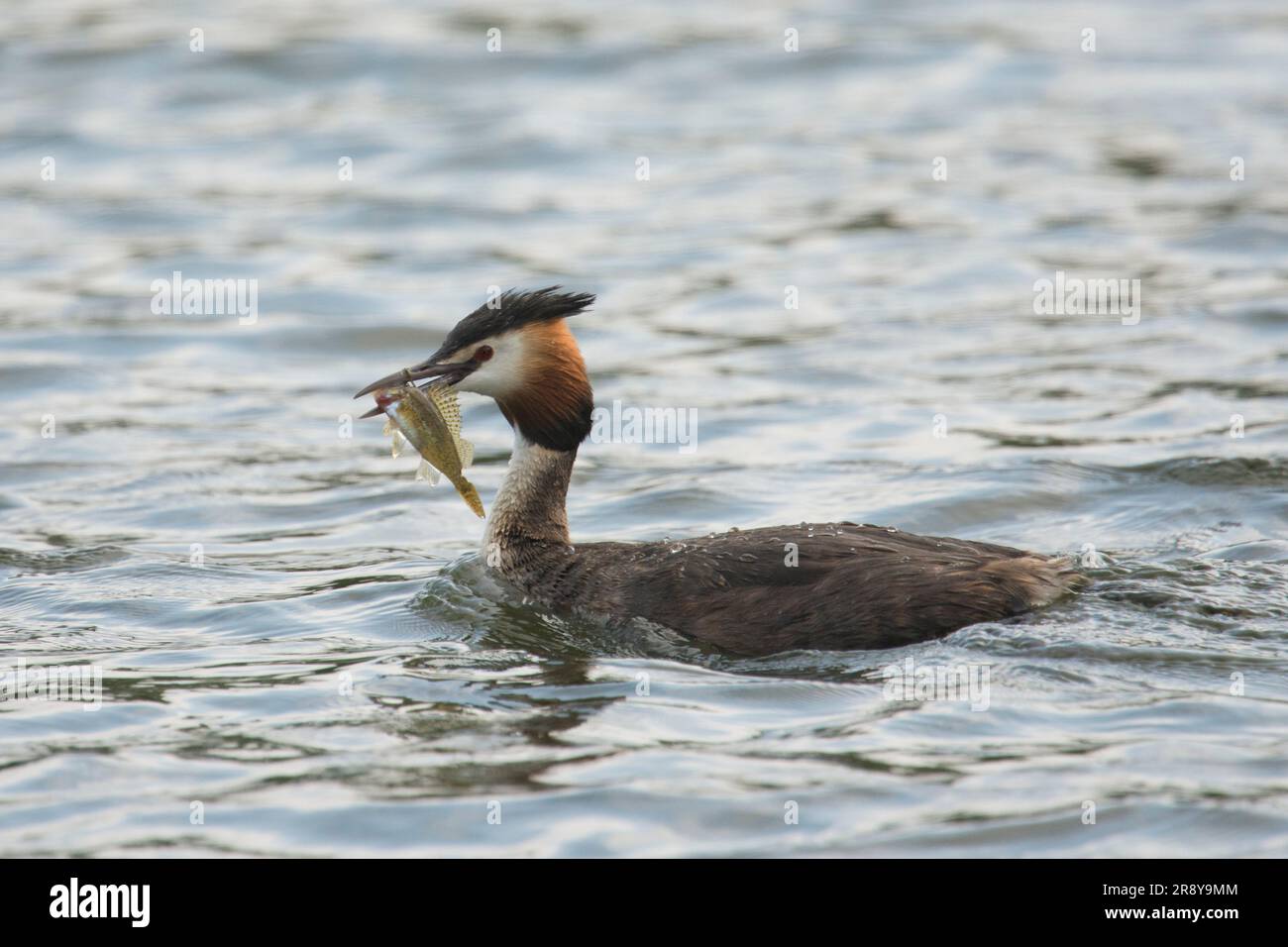 Grande erba crestata, Podiceps Cristatus, con un pesce nel becco, un Ruffe Gymnocephalus cernua, Norfolk Broads, giugno Foto Stock