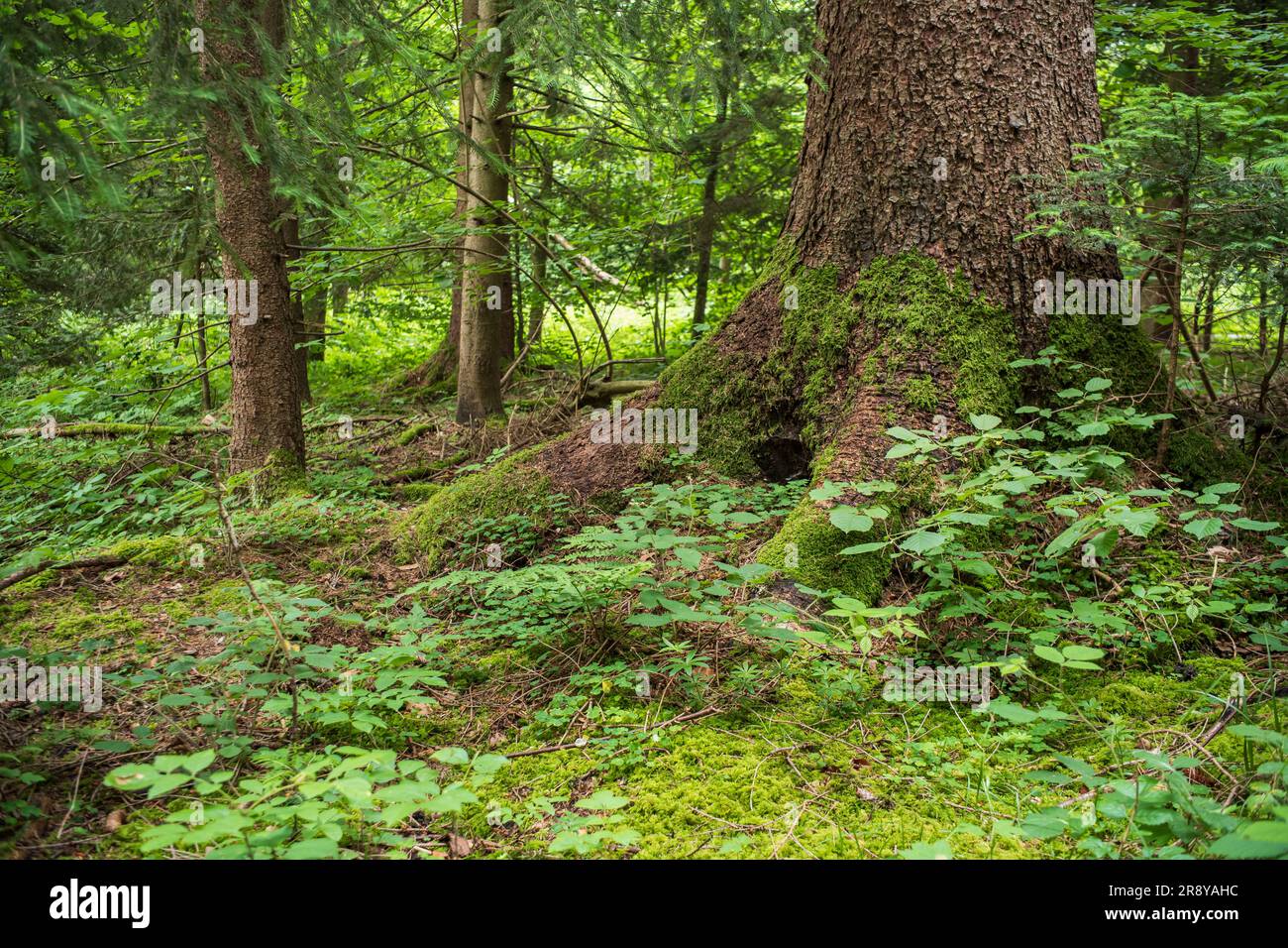 Grande quercia con radici mosche in una foresta europea. Nuvoloso giorno estivo, lussureggiante vegetazione verde, niente persone. Foto Stock