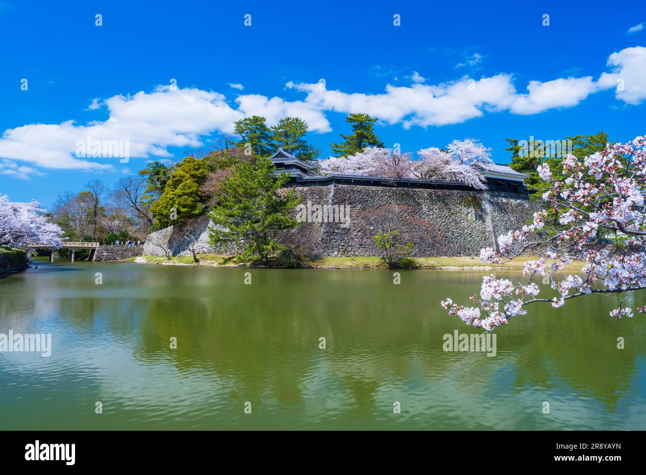 Castello di Matsue e fiori di ciliegio Foto Stock