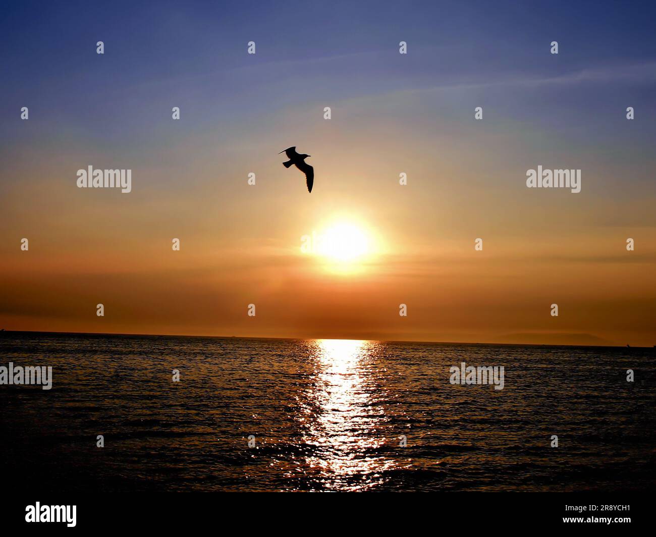 Osserva l'eleganza di un bellissimo gabbiano mentre vola attraverso il cielo sullo sfondo di un affascinante tramonto sul mare Foto Stock