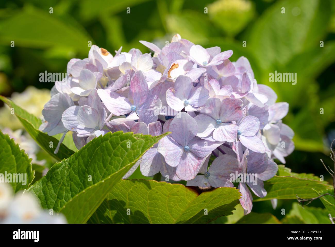Bella pianta di fiori di colore blu pastello e viola in un giardino naturale nelle giornate di sole. Foto Stock