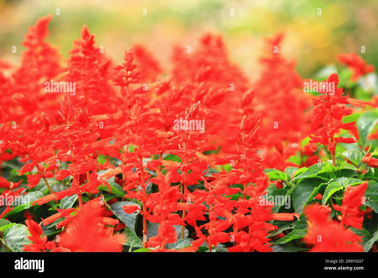 Fioritura di fiori Scarlet Sage o Redstring o Tropical Sage nel giardino Foto Stock