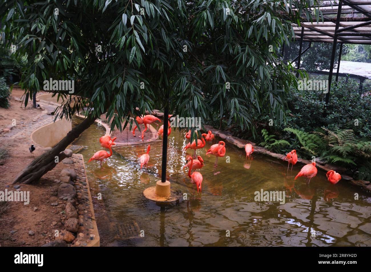 Hong Kong, Cina - 24 aprile 2023: Un gruppo di fenicotteri rosa che caccia nello stagno di Kowloon Park Foto Stock