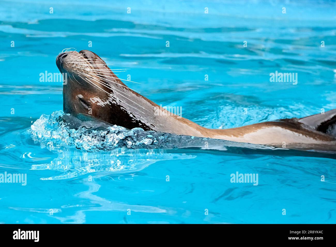 Nuota e tuffati in acqua con gioia e felicità Foto Stock
