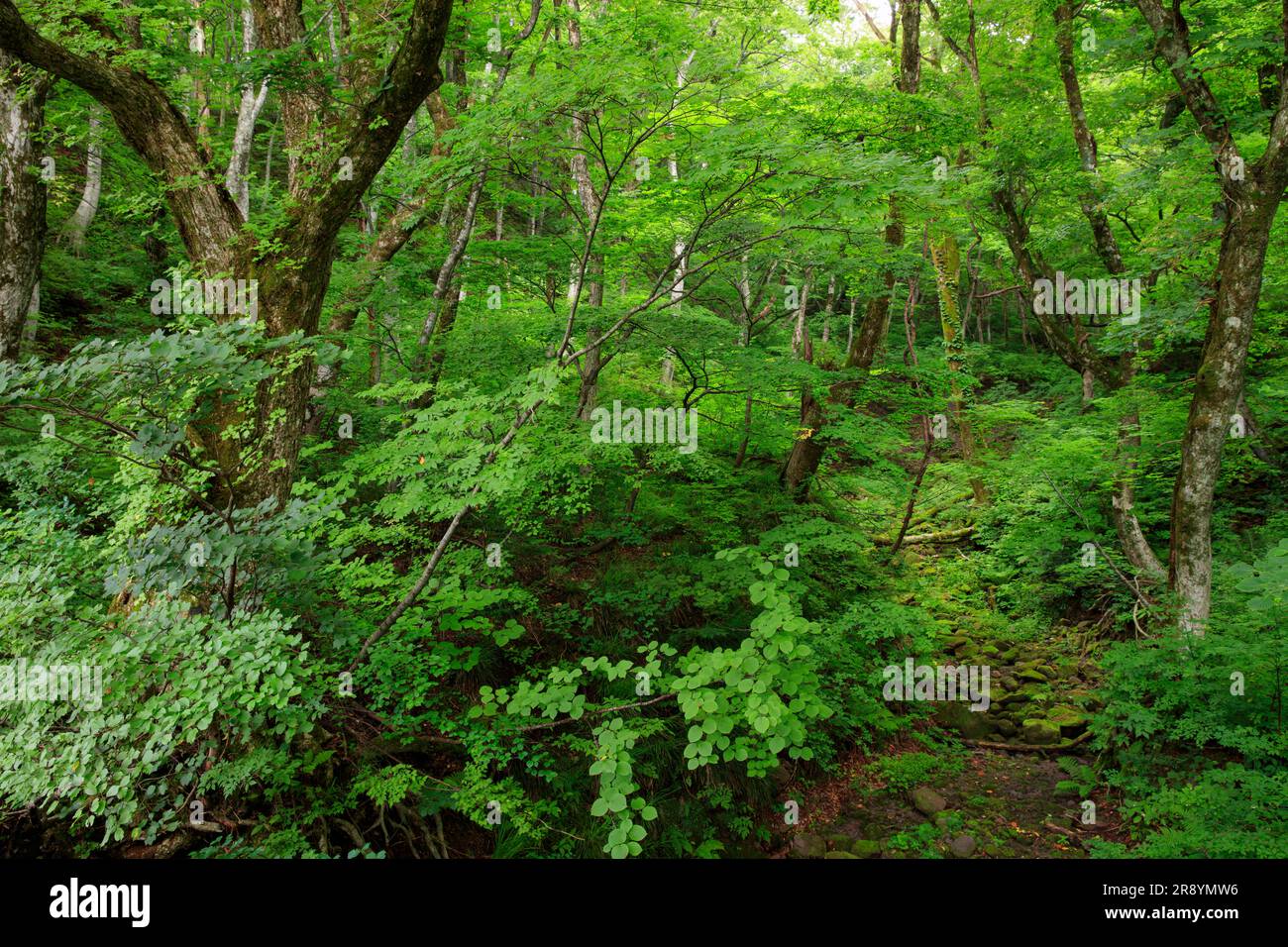 Foresta naturale del monte Foto Stock