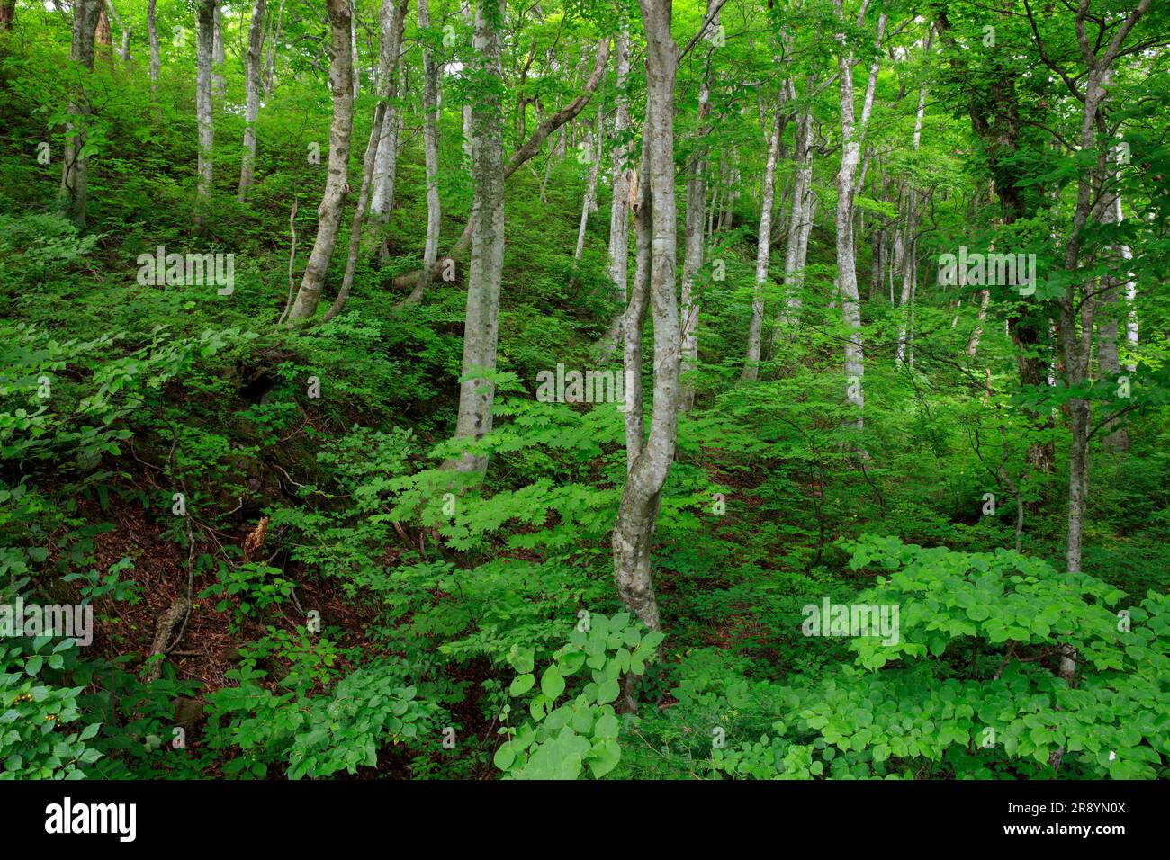 Foresta naturale del monte Foto Stock