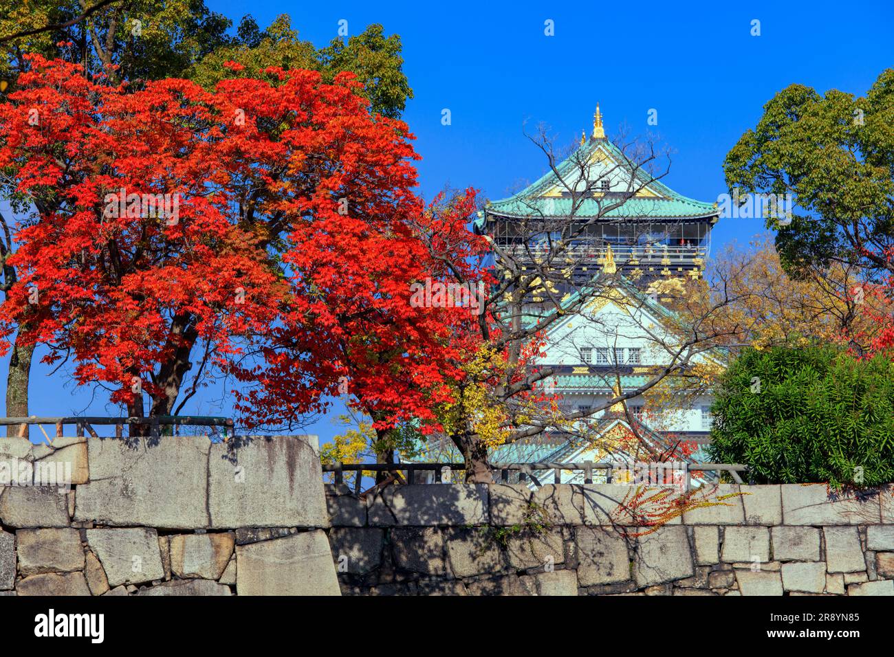 Foglie autunnali di goby, mura di pietra e torre del castello di Osaka Foto Stock