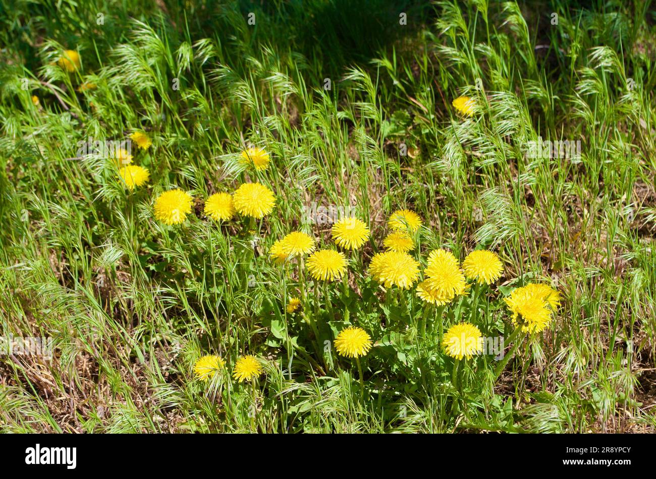 Fiori di tarassolo giallo fioriti tra erba verde con bellissime ciglia su un prato in tarda primavera. Foto Stock