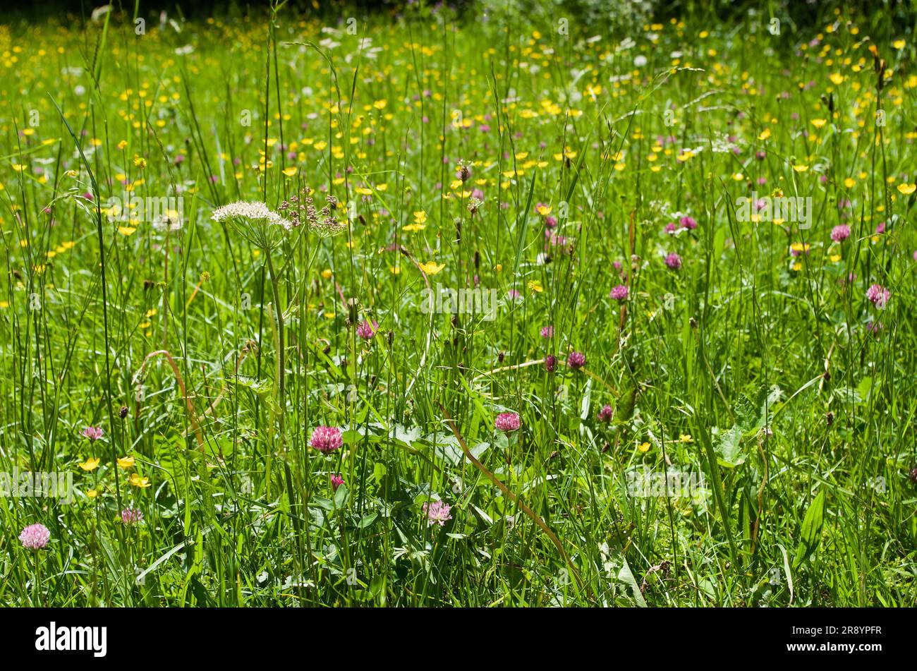 Prati verdi in estate con erba e fiori selvatici. Foto Stock