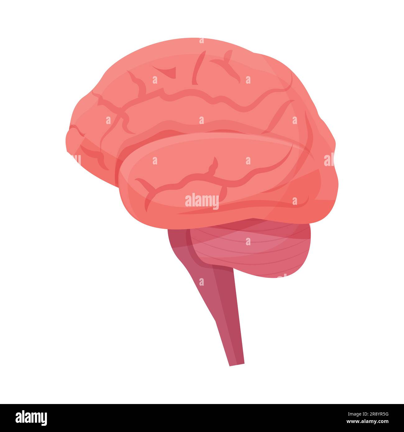 Cervello umano, organo isolato su sfondo bianco. illustrazione dettagliata del vettore di stock del sistema mentale. Lato frontale, medico, concetto anatomico. Illustrazione vettoriale Illustrazione Vettoriale