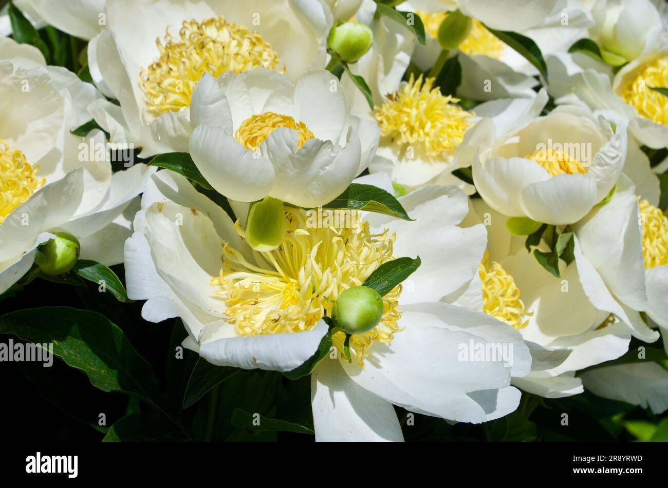 Fioritura di peonie bianche in estate in Germania. Foto Stock