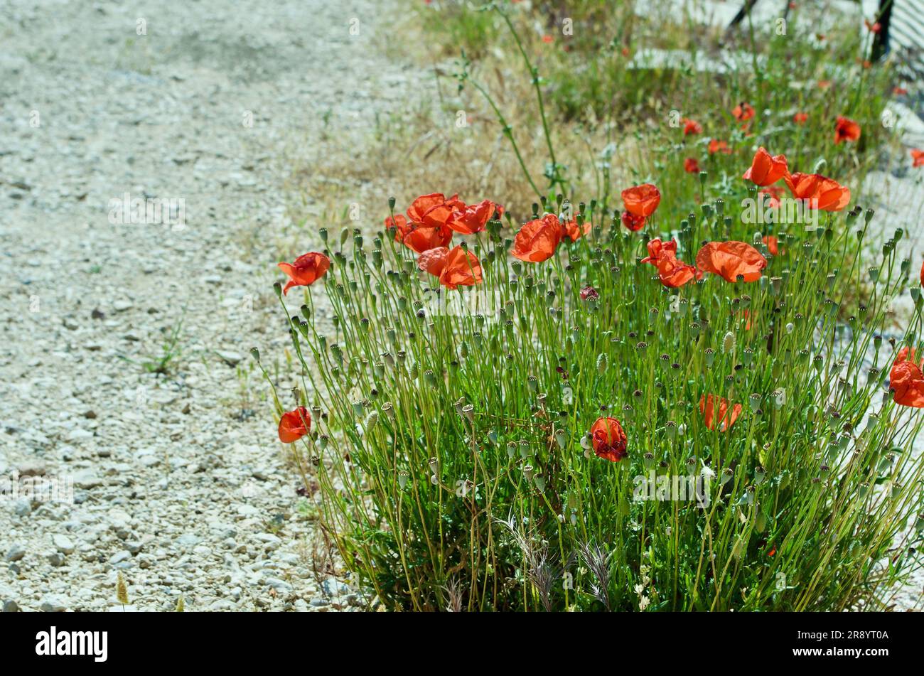 Papavero di mais rosso fiorito che cresce accanto a una strada di ghiaia in estate nella campagna francese. Foto Stock