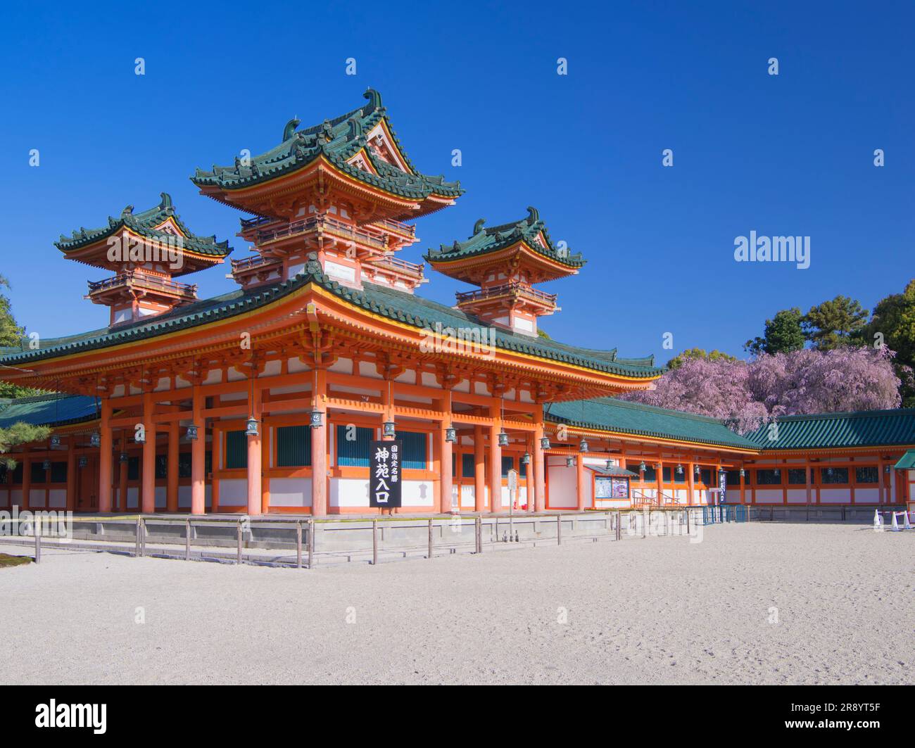 Ciliegi piangenti al santuario Heian jingu Foto Stock