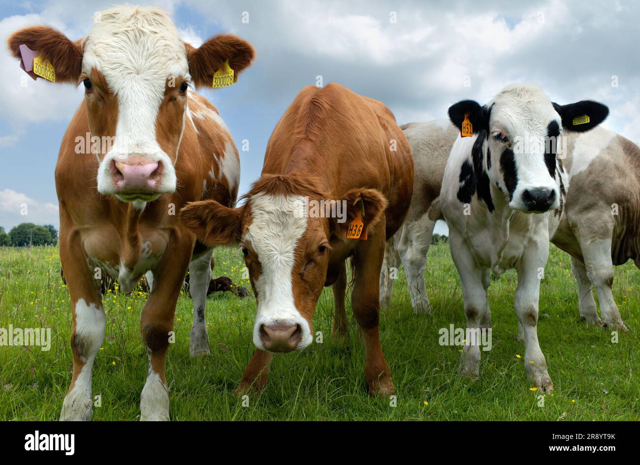 Ritratto sincero di un gruppo di mucche inglesi che sembrano curiose in un pascolo verde lussureggiante la mattina a Beverley, Yorkshire, Regno Unito. Foto Stock