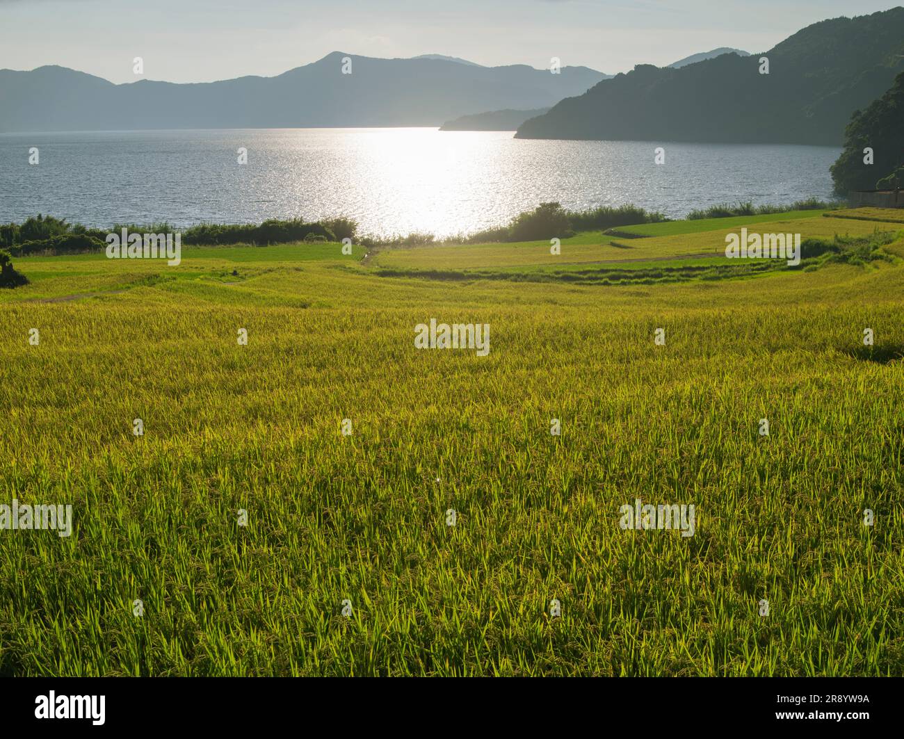 Terrazze di riso di Shinnadayoshi e Lago Ikeda Foto Stock