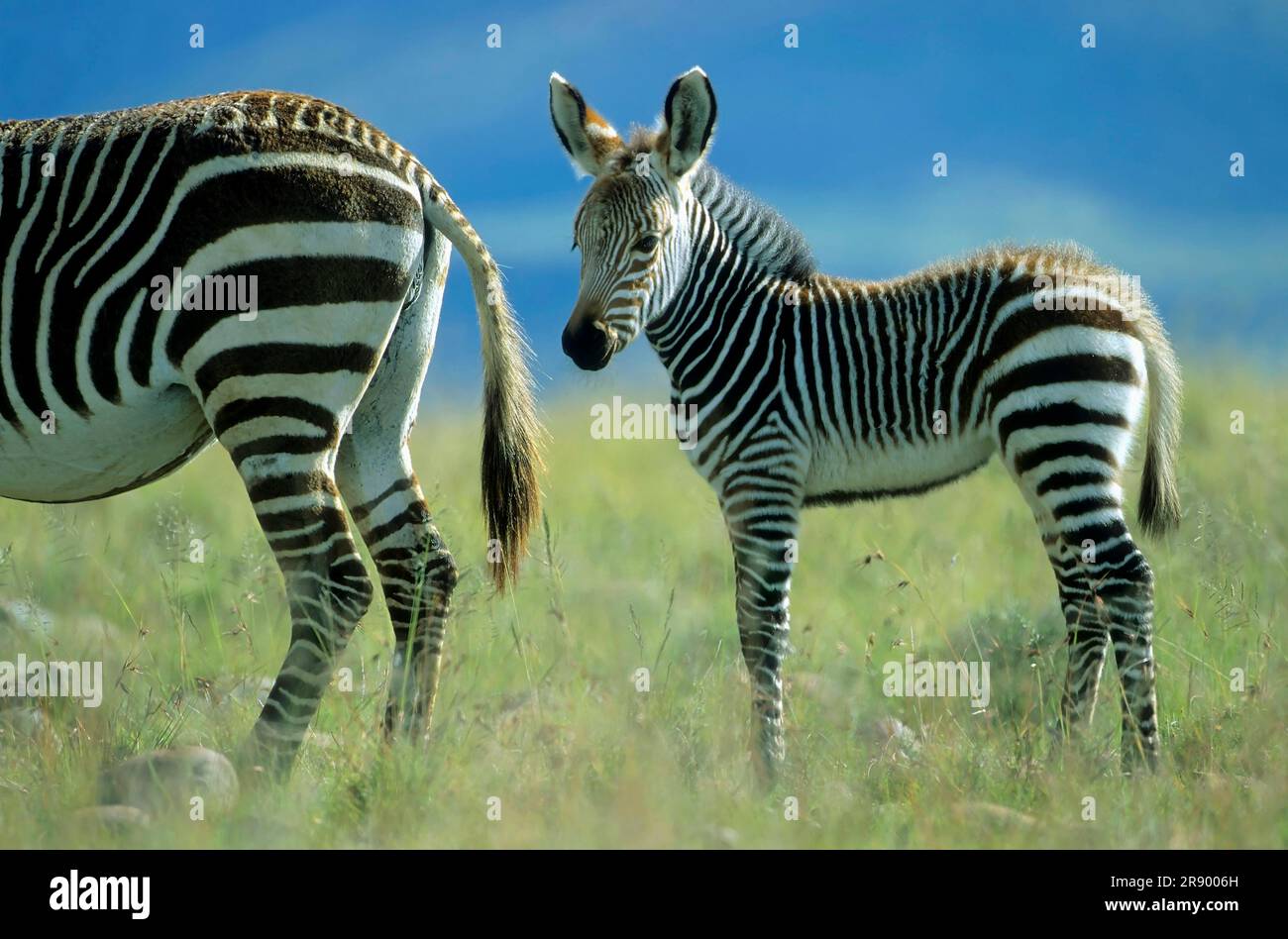 Zebra, zebra di pianura (Equus quagga), zebra di cavalli Foto Stock