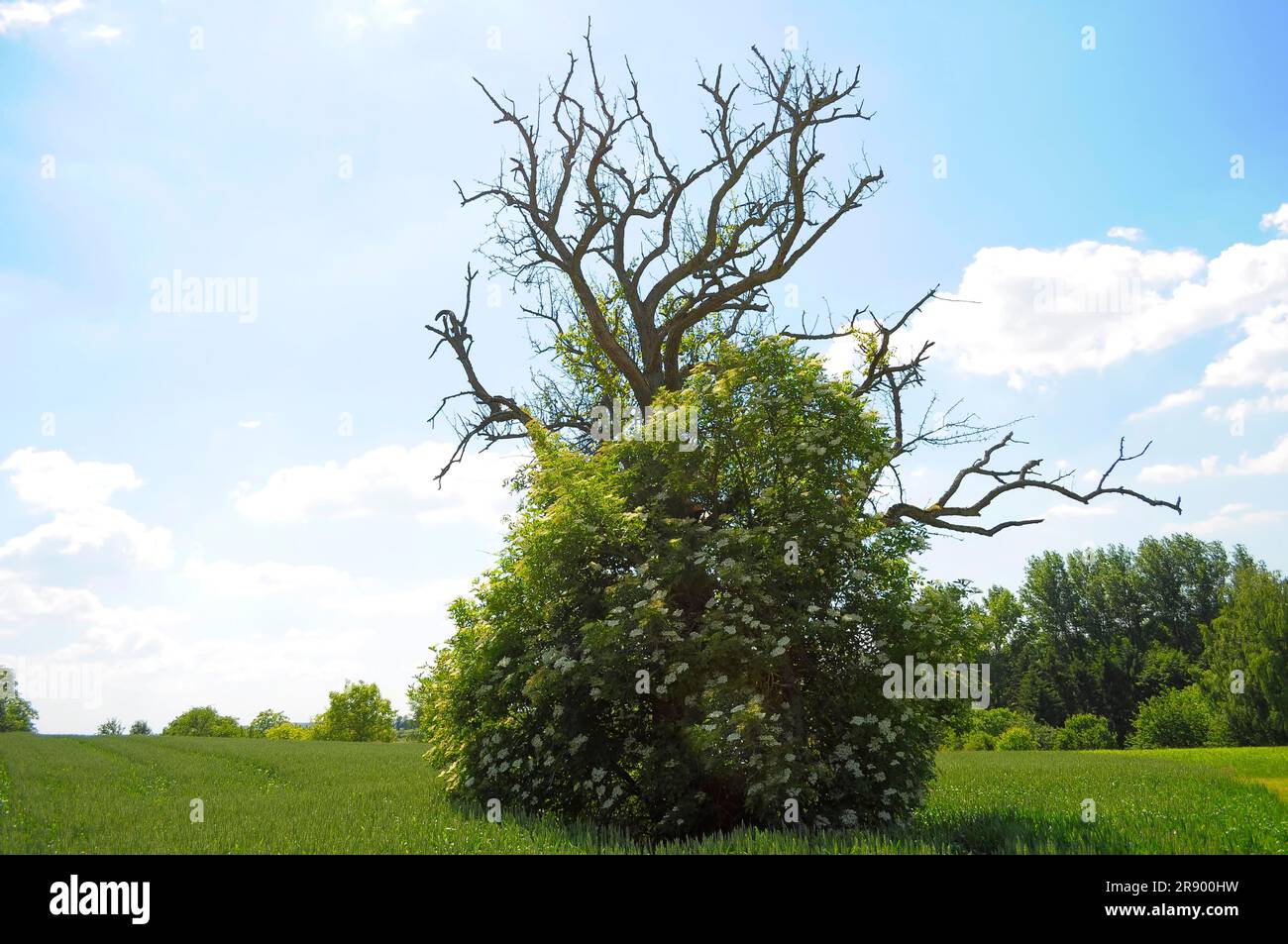 Albero di pera morto con anziano, fiorito, retroilluminato Foto Stock